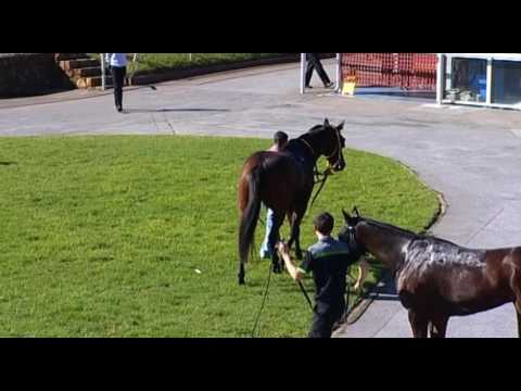 Belmont Park, 11/05/2016 - Race 2 - CHECKERS - Neville Parnham & Steven Parnham