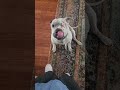 #doglover #rescuedog #oneeye #cyclops #dog #bulldogs ##funny #cutedogs #doggie