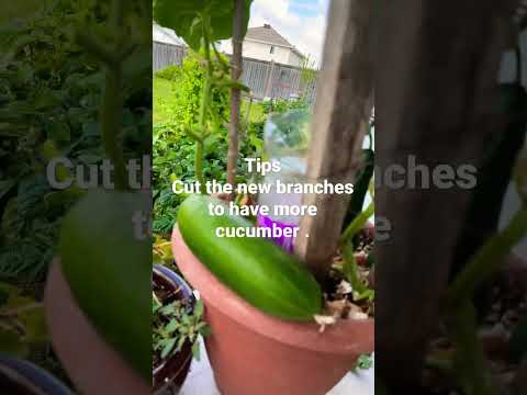 Garden tips -remove the new branches of cucumber plant and have more .