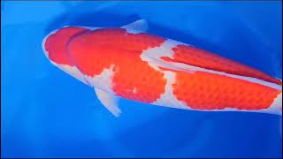 video van Sandan Kohaku 2210013