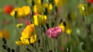 Love You Forever - Ryan Huston