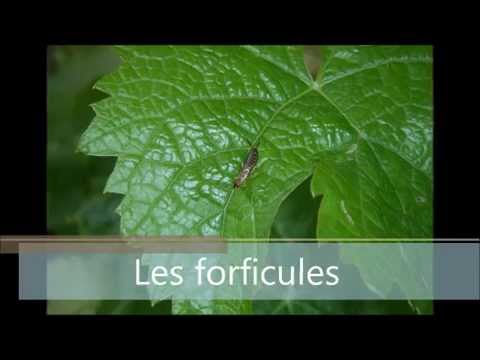 Les auxiliaires de la vigne Dephy 41