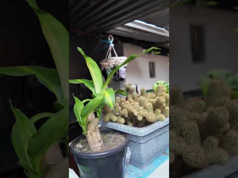 Naturaleza de Charta Santander #disconnectbga #santander #colombia #charta