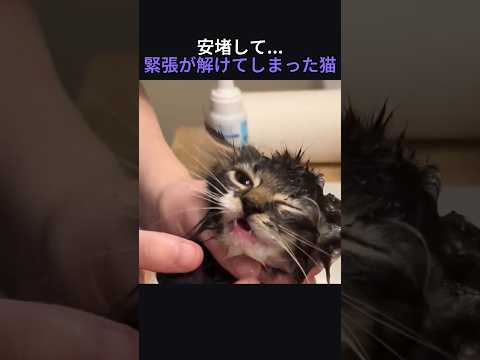 安堵して緊張が解けてしまった猫
