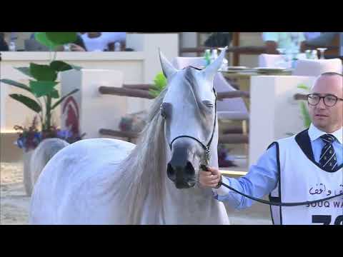 N 79 AL DUHAIL AL SHAQAB   4th Souq Waqif International Arabian Horse Show 2023   Colts 3 Years Old