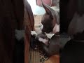 En Sarwame From 777 Charlie Maniyalam Doglover Pitbull Animals Petlover Pet Viralvideo Viral