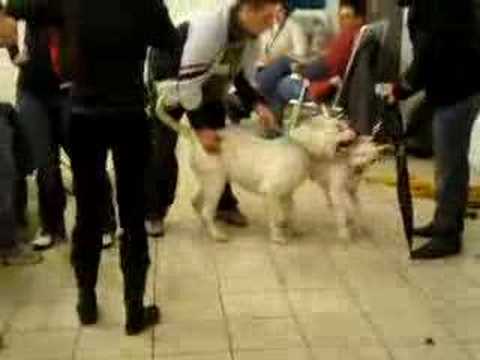 Chingy feat. Ludacris & Snoop Dogg - Holidae Inn