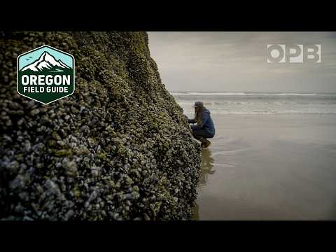 Learn to harvest food from the wild Oregon Coast | Oregon Field Guide