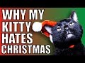 Why my kitty cat hates Christmas