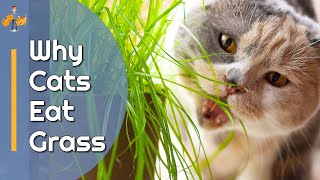 Why Do Cats Eat Grass? - The Mystery is Solved!