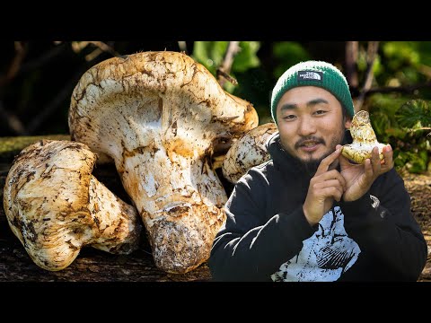 FORAGING THE KING OF MUSHROOMS | Delicious Forage and Cook Matsutake