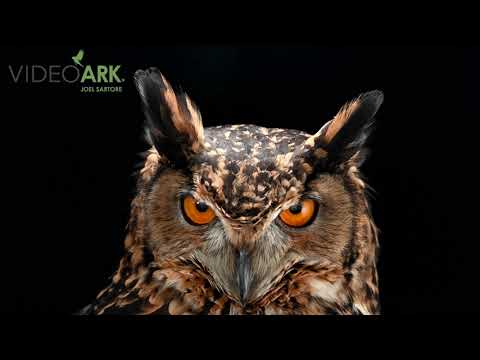 Bubo capensis mackinderi