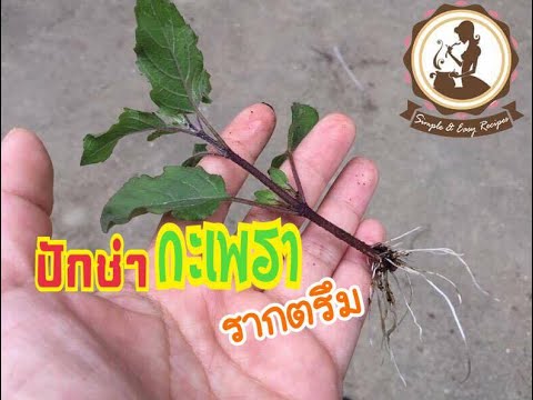 ธ อร์ค้อนข้อดีและข้อเสียของมัน Как увеличить длину члена джелкинг