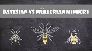 Batesian vs Mullerian Mimicry