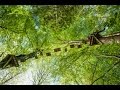 Official Tree Surfers Film