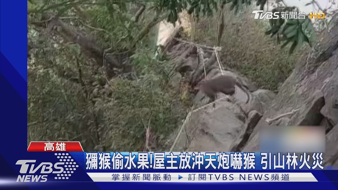 受不了！獼猴偷水果！屋主放沖天炮嚇猴　引山林火災
