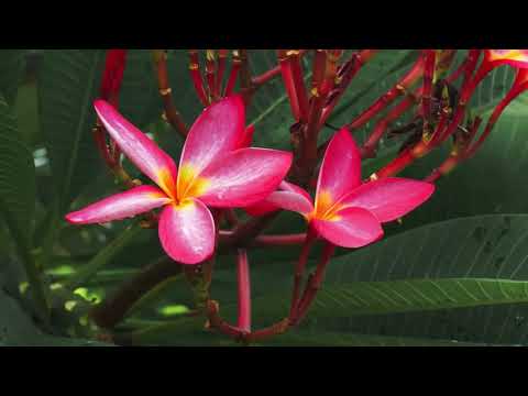 Relaxing Music, Vol. 5 ~ Stress Relief Music, Positive Energy, Morning Music, Meditation Music✔🎶