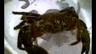preview picture of video 'Gelibolu Pavurya - Crab  - Eriphia'