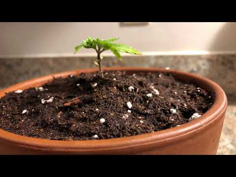 Low Budget Cannabis Growing (hemp & marijuana) FOR BEGINNERS!