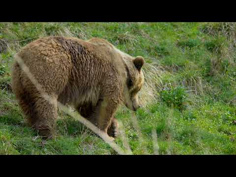 Free Bear Clips