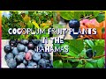 COCOPLUM FRUIT PLANTS IN THE BAHAMAS #plums #nassaubahamas