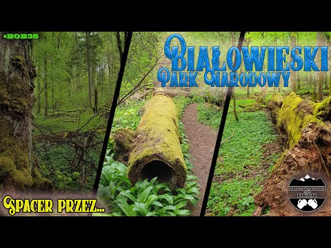 Białowieski Park Narodowy - Spacer przez puszcze [4k 60fps UHD]