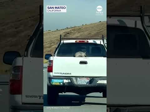 Raccoon enjoys windy ride in the back of a pickup truck on California highway