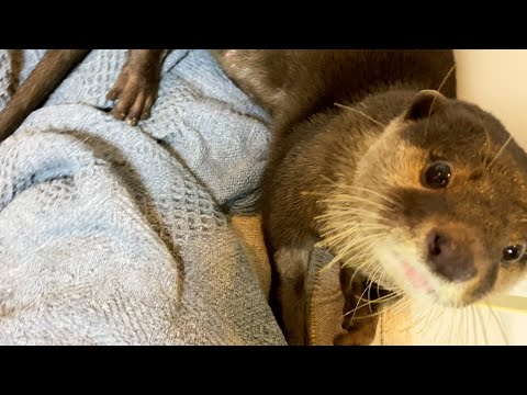 Ui wurde als Mädchen attraktiv!? Kapitän Aty jagt Uis Hintern hinterher. [Flussotter leben Tag 557]