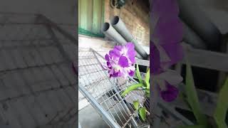 Download lagu long lasting orchids flower #orchid #flowers #longlastingbeauty mp3