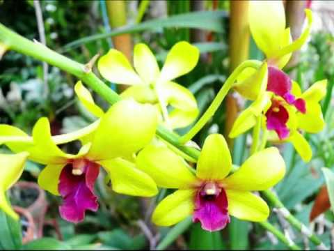 Love Letter - Tony TK