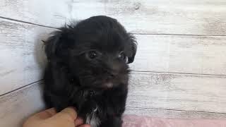 ハーフ犬の動画01