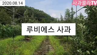 루비에스 사과를 만나보다 2020.08.14