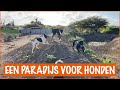Het grote speelparadijs van alle dieren! | DierenpraatTV