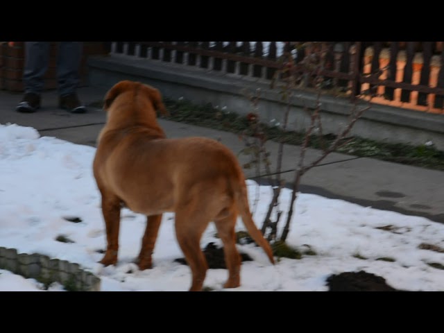 Dogue de Bordeaux welpen kaufen