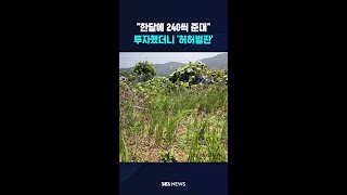 투자했더니 '허허벌판' #shorts