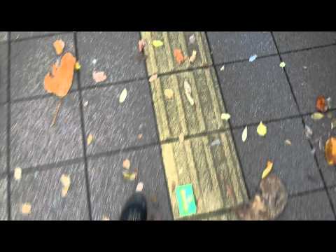 Stomping Sycamore leaves on the sidewalk