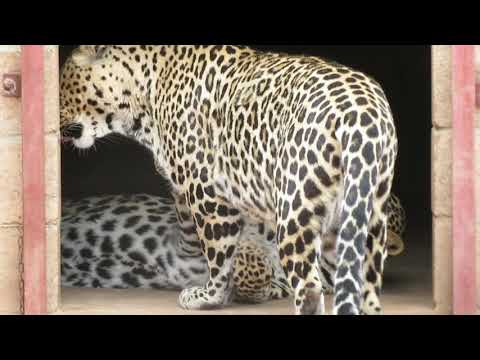 Leopard daddy and son