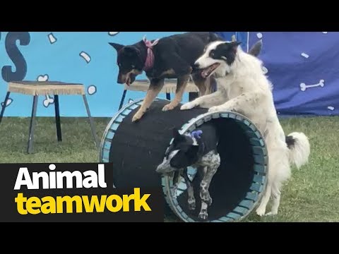 Animal Teamwork Compilation 2019 - Animals Working Together