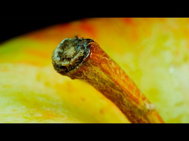 Macro photography using everyday objects by macro room