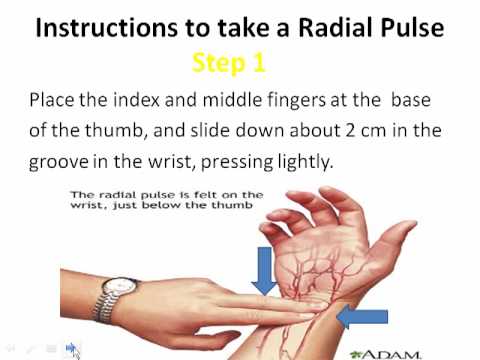 How to take a Radial Pulse