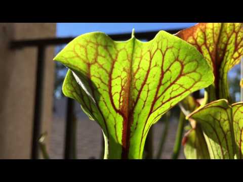 Sarracenia Flava 'BLACK VEINS'