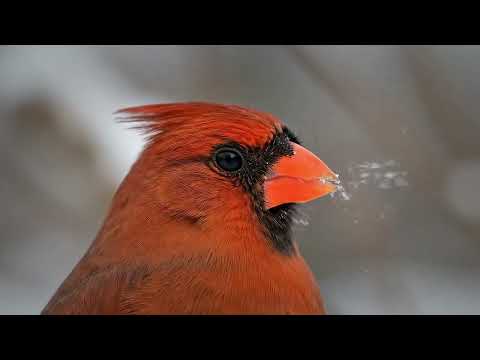 All About Cardinals | Backyard Bird Series |  Northern Cardinal | One of the MOST ADMIRED Birds