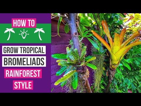 How to grow Bromeliads tropical rainforest style.