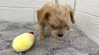ハーフ犬の動画01