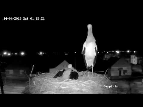 Barza albă, Cărpiniș | 2018.04.14 | Al doilea ou