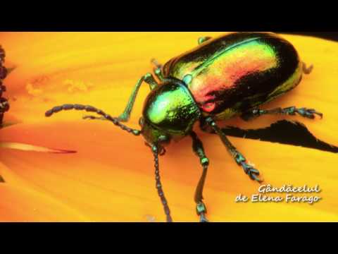 download lagu mp3 mp4 Gandacelul, download lagu Gandacelul gratis, unduh video klip Download Gandacelul Mp3 dan Mp4 Free All Gratis