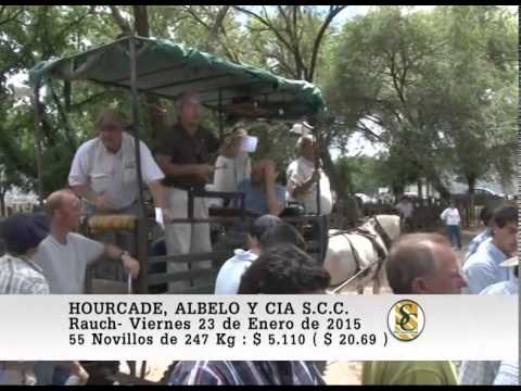 Hourcade Albelo y Cía. S.C.C. - Venta Machos - Rauch - 23/01/2015