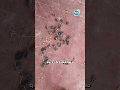 Murciélagos en aula de escuela de Coronel Bogado generan preocupación