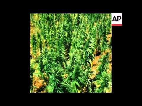 SYND 14 9 77 LEBANESE HASHISH