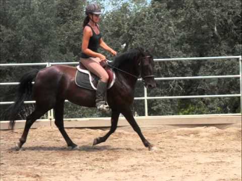 Whitegold Avalon - 5 Year old Registered Morgan Mare *SOLD*